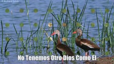 No hay ningún Dios solo Allah.